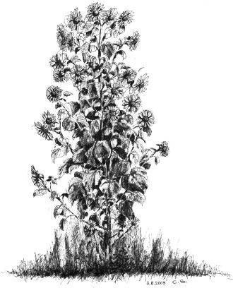 Sonnenblume